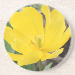 pretty yellow tulip flower. floral nature garden coaster