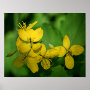 Pretty Yellow Wild Geranium Flowers Poster