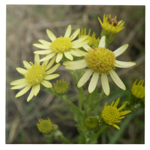 Pretty Yellow Wildflowers Tile
