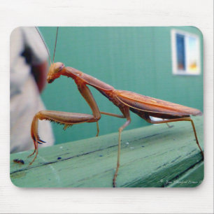 Preying Mantis & ant Mouse Pad