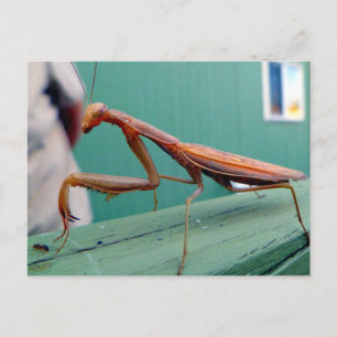 Preying Mantis & ant Postcard