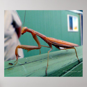 Preying Mantis & ant Poster