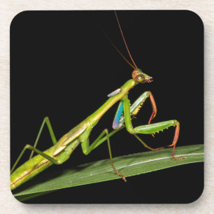 Preying mantis, Odzala, Kokoua National Park Coaster