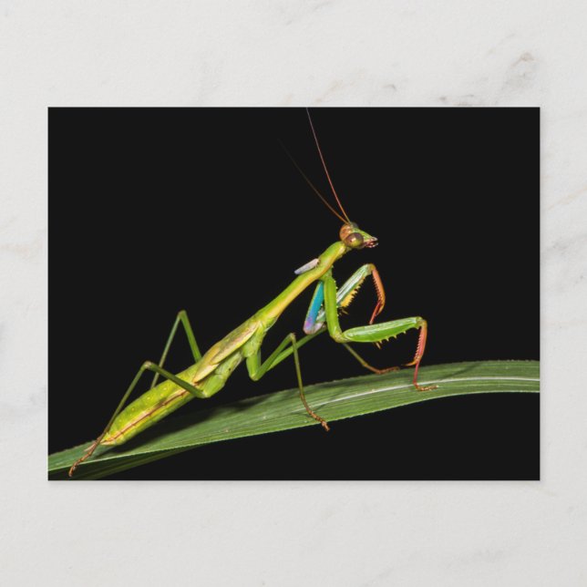Preying mantis, Odzala, Kokoua National Park Postcard (Front)