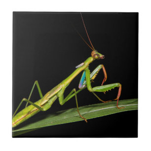 Preying mantis, Odzala, Kokoua National Park Tile