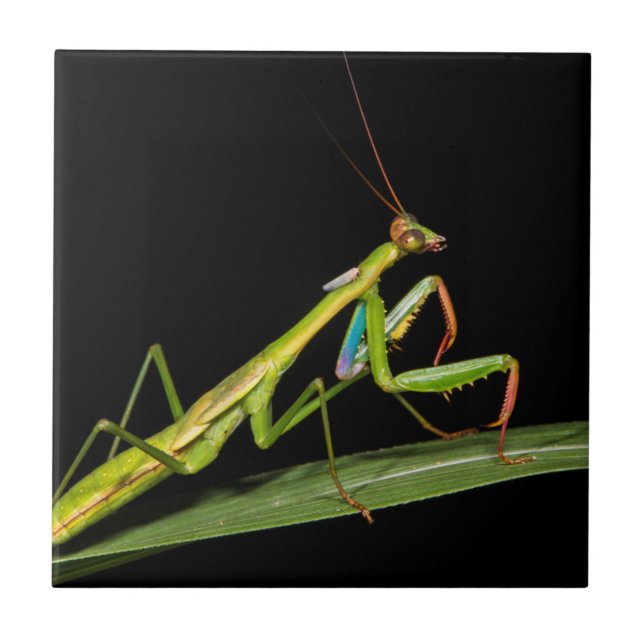 Preying mantis, Odzala, Kokoua National Park Tile (Front)