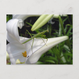 Preying mantis on flower postcard
