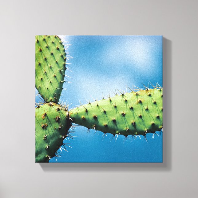Prickley Cactus Canvas Print (Front)