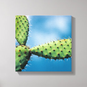 Prickley Cactus Canvas Print