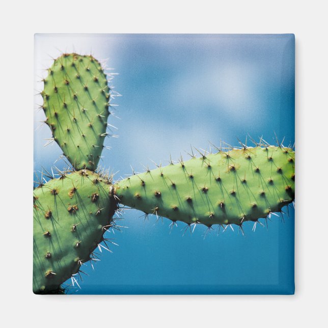 Prickley Cactus Magnet (Front)