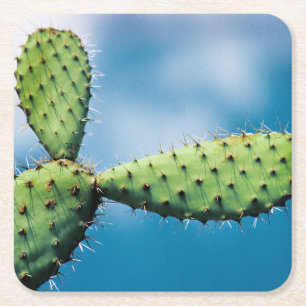 Prickley Cactus Square Paper Coaster