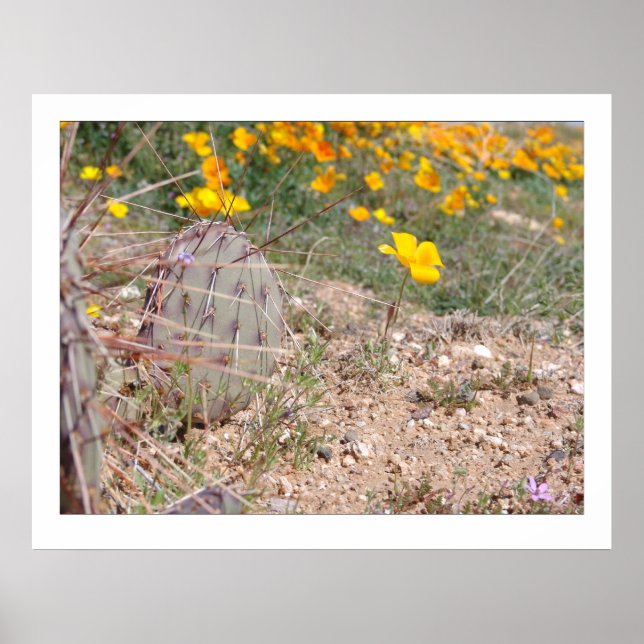 Prickley Pear Cactus & Poppy Poster (Front)