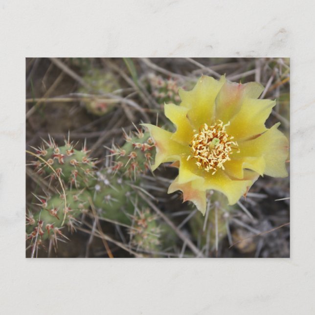 Prickley Pear Postcard (Front)