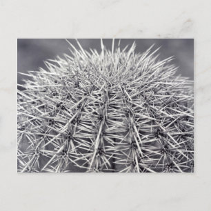 Prickly Cactus Sonoran Desert B&W Photo Postcard