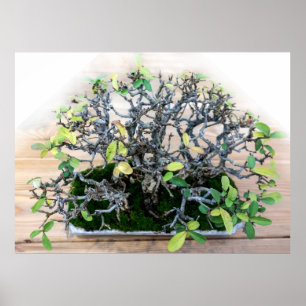 Prickly Japanese Bonsai Tree Poster