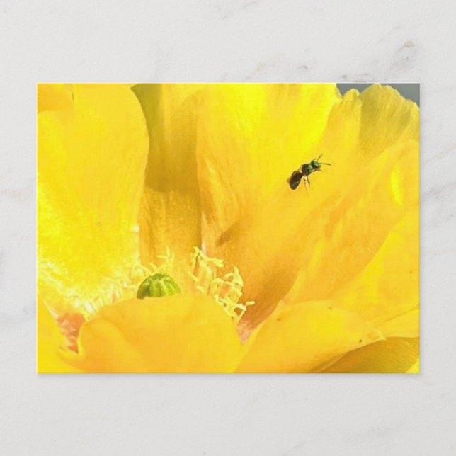 Prickly Pear bloom Postcard (Front)