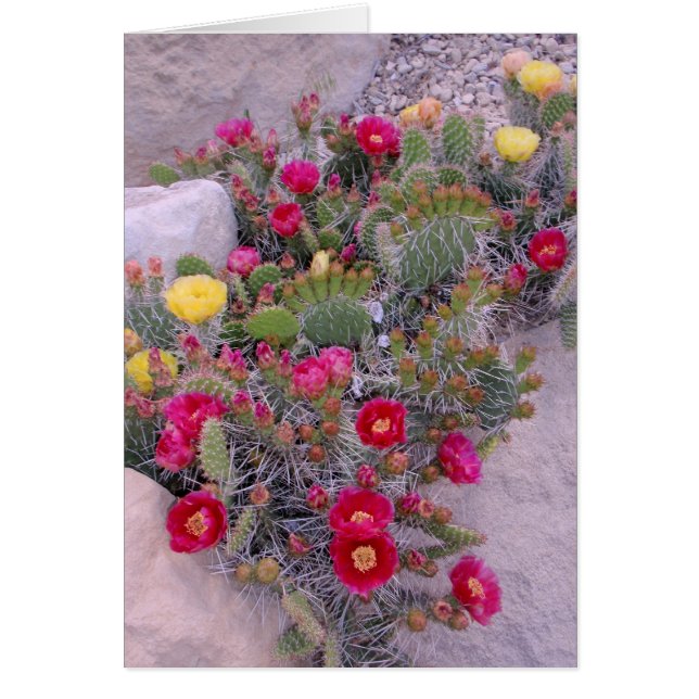 Prickly Pear Cacti (Front)