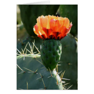 Prickly Pear Cactus