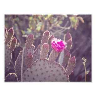 Prickly Pear Cactus Flower   Photo Print