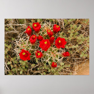 Prickly Pear Cactus Flowers poster