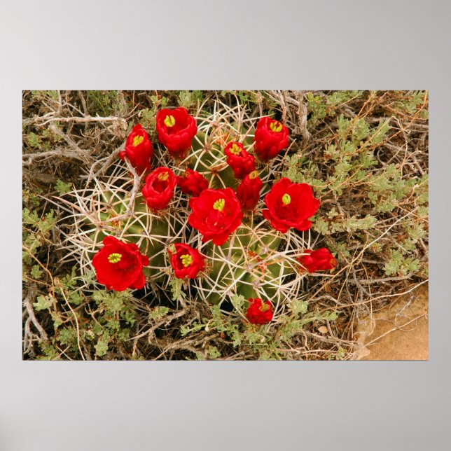Prickly Pear Cactus Flowers poster (Front)