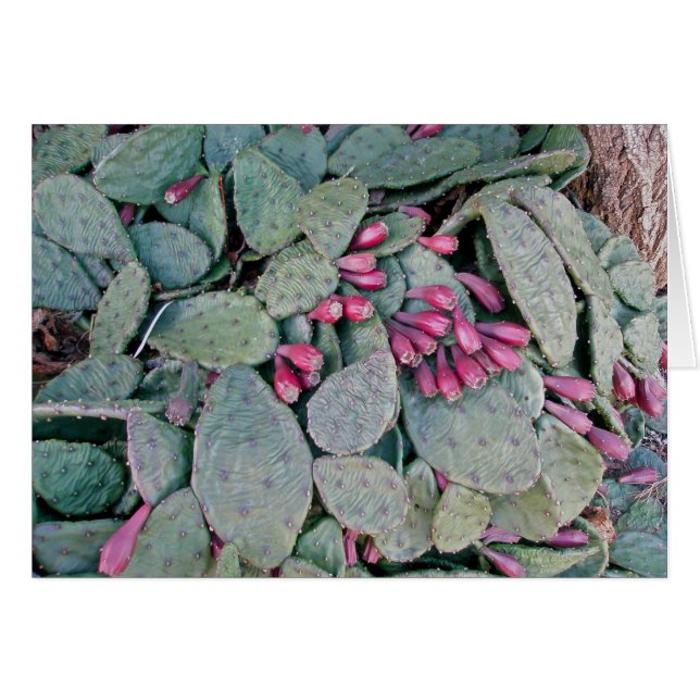Prickly Pear Cactus & Fruit Card (Front Horizontal)