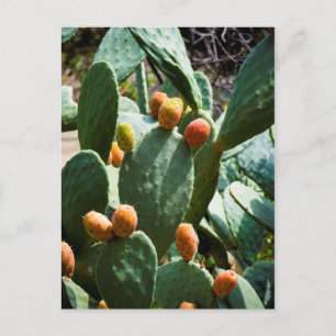 Prickly Pear Cactus Fruit Postcard