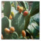 Prickly Pear Cactus Fruit