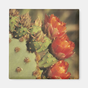 Prickly pear cactus in bloom, Arizona-Sonora 2 Magnet