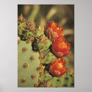 Prickly pear cactus in bloom, Arizona-Sonora 2 Poster