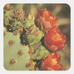 Prickly pear cactus in bloom, Arizona-Sonora 2 Square Sticker