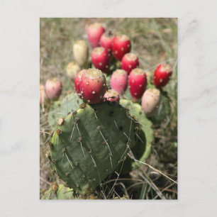 Prickly Pear Cactus In Texas Postcard