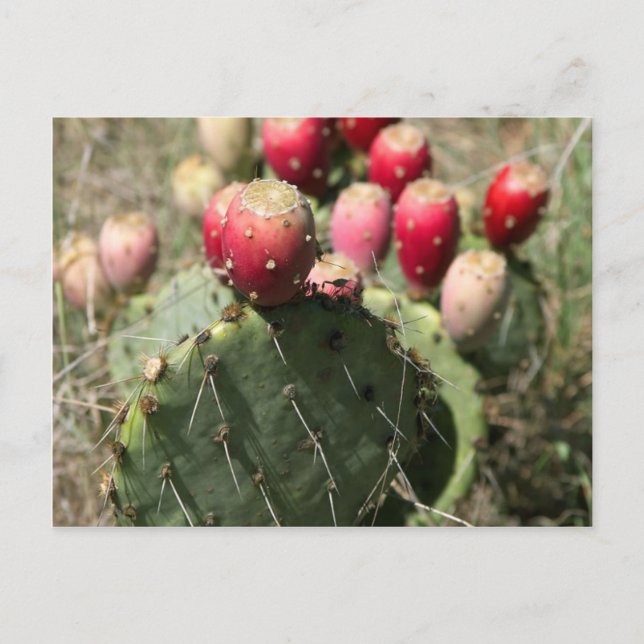 Prickly Pear Cactus In Texas Postcard (Front)