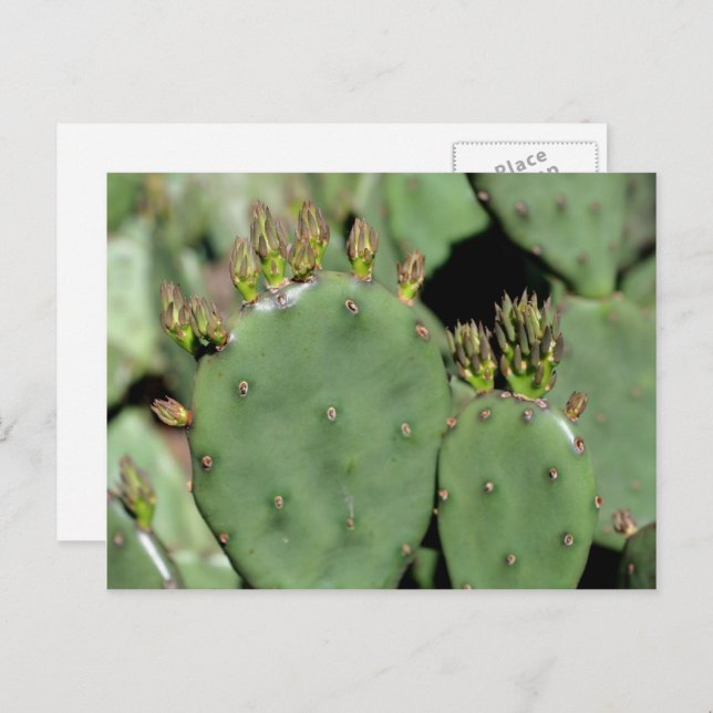 Prickly Pear Cactus Nature Postcard (Front/Back)