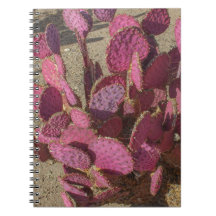 Prickly Pear Cactus