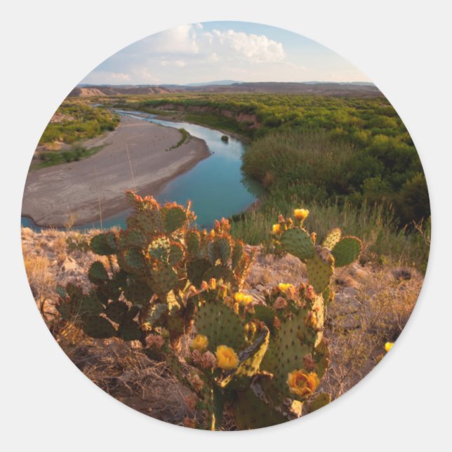 Prickly Pear Cactus (Opuntia Sp.) Classic Round Sticker (Front)