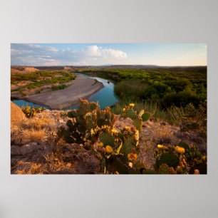 Prickly Pear Cactus (Opuntia Sp.) Poster