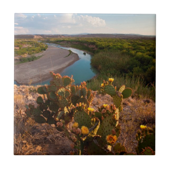 Prickly Pear Cactus (Opuntia Sp.) Tile (Front)