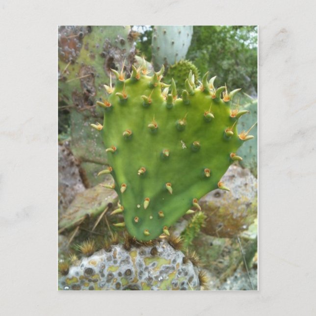 Prickly Pear Cactus Postcard (Front)