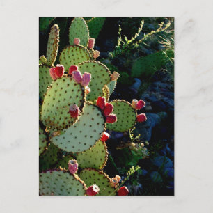 Prickly Pear Cactus Postcard