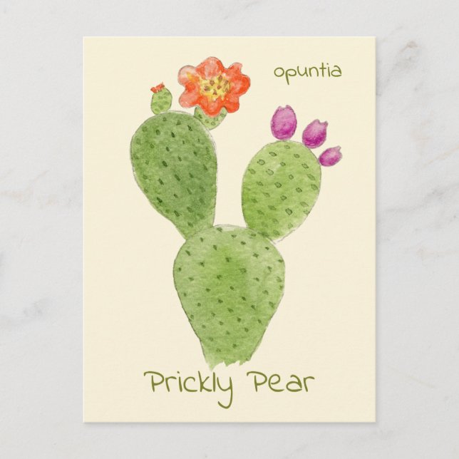 Prickly Pear Cactus postcard (Front)