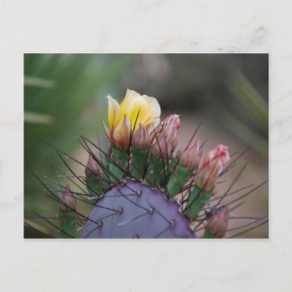 Prickly Pear Cactus Postcard