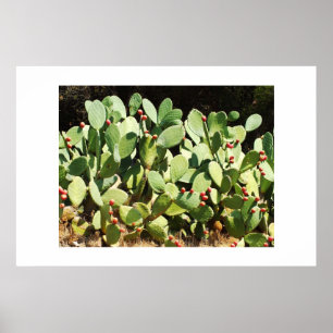 Prickly pear cactus poster
