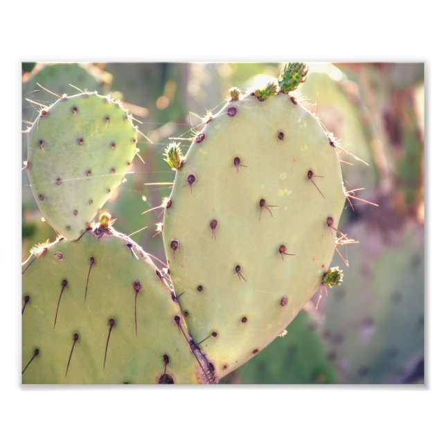 Prickly Pear Closeup | Photo Print (Front)