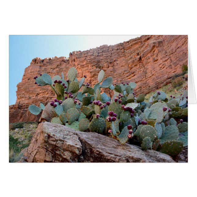 Prickly Pear in Grand Canyon (Front Horizontal)