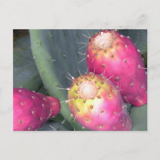 Prickly Pear Post Card