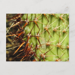 Prickly Pear Postcard