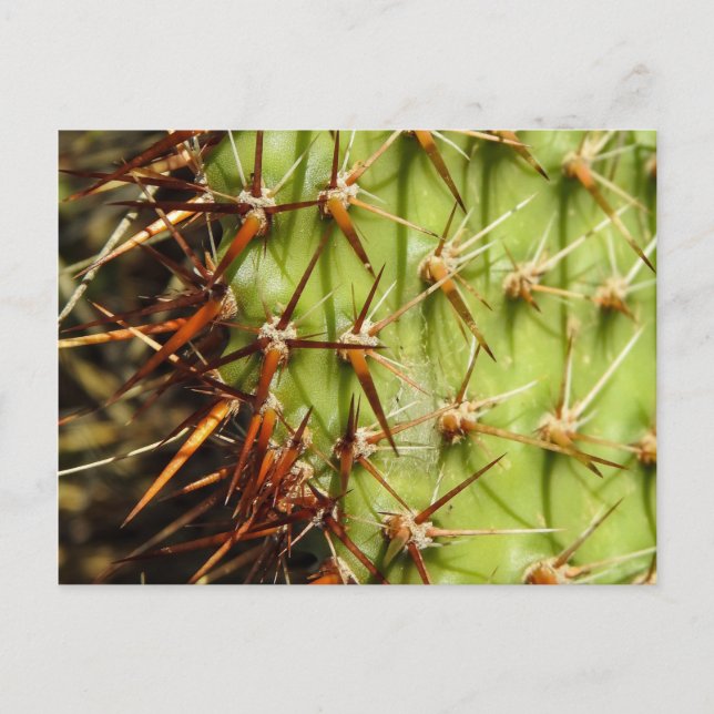Prickly Pear Postcard (Front)