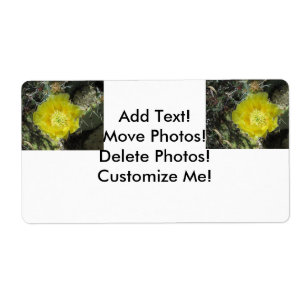 Prickly Pear Yellow Bloom Close