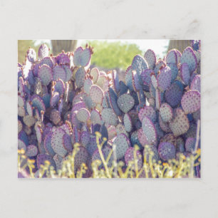 Prickly Pears   Carte postale